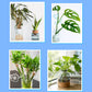 Solution nutritive universelle pour plantes en pot fleuries
