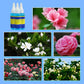 Solution nutritive universelle pour plantes en pot fleuries