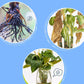 Solution nutritive universelle pour plantes en pot fleuries