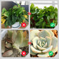 Engrais organique à libération lente en bâton pour plantes d'intérieur
