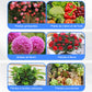 Solution nutritive universelle pour plantes en pot fleuries