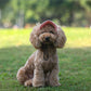 Chapeau pour chien