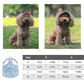 Chapeau pour chien