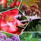 Home Gardening Engrais organique universel en comprimés à libération lente (22 PCS).