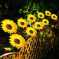 Lampes solaires à LED pour jardin en forme de tournesol🌻