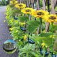 Lampes solaires à LED pour jardin en forme de tournesol🌻