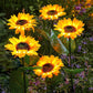Lampes solaires à LED pour jardin en forme de tournesol🌻