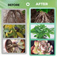 Solution nutritive pour plantes hydroponiques